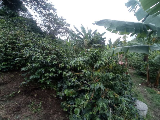 Finca en  Venta en Pereira - Miniatura 4