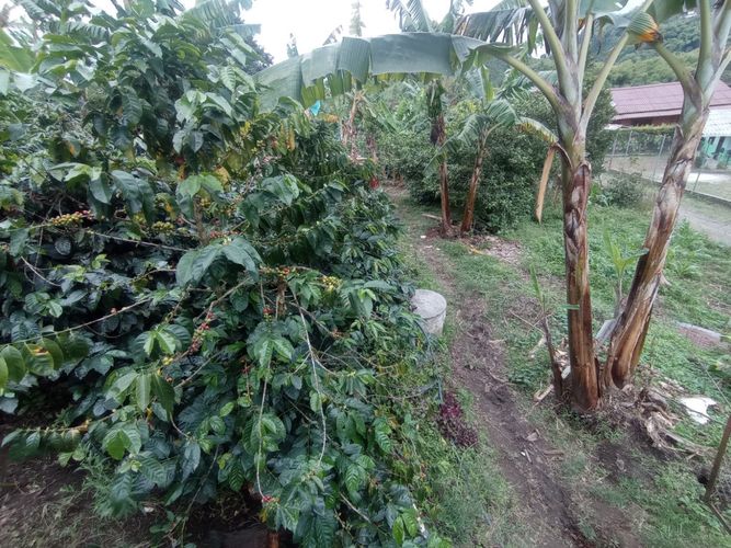 Finca en  Venta en Pereira - Miniatura 6