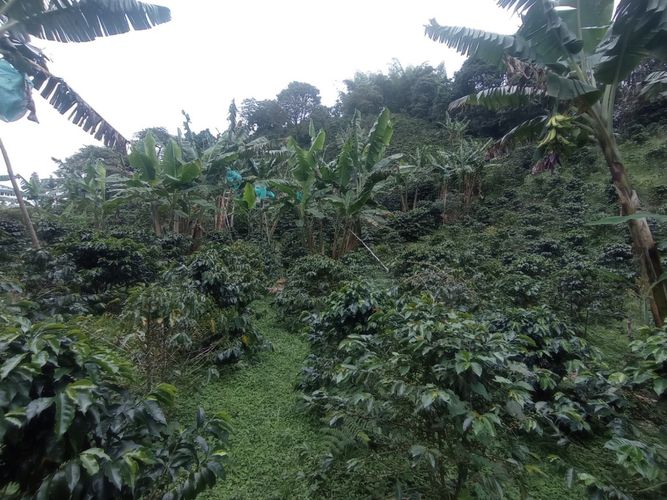 Finca en  Venta en Pereira - Miniatura 11
