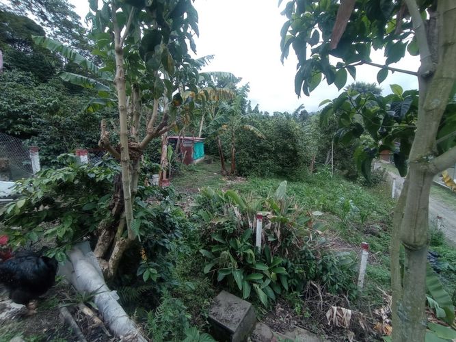 Finca en  Venta en Pereira - Miniatura 14