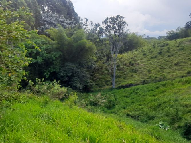 Finca en Venta en Llanadas, Circasia - Miniatura 12