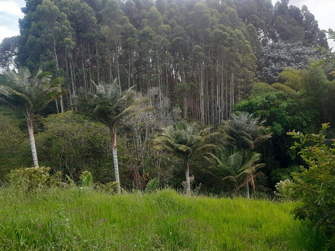 Finca en Venta en Llanadas, Circasia - Miniatura 14