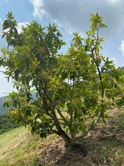 Finca en  Venta en Vijes - Miniatura 3
