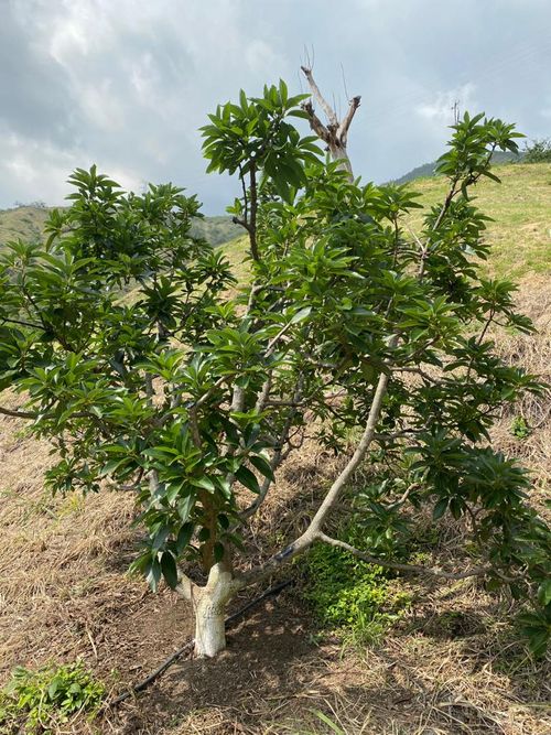 Finca en  Venta en Vijes - Miniatura 8