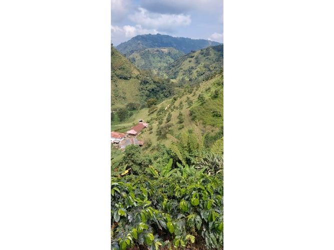 Finca en Venta en Manizales - Imagen 1