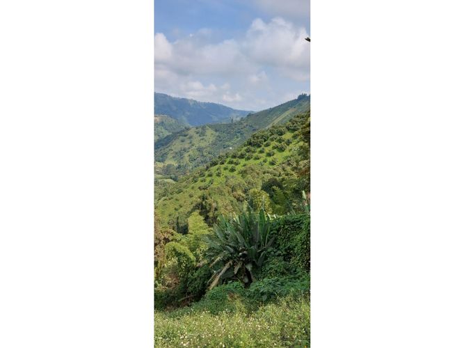 Finca en Venta en Manizales - Miniatura 3