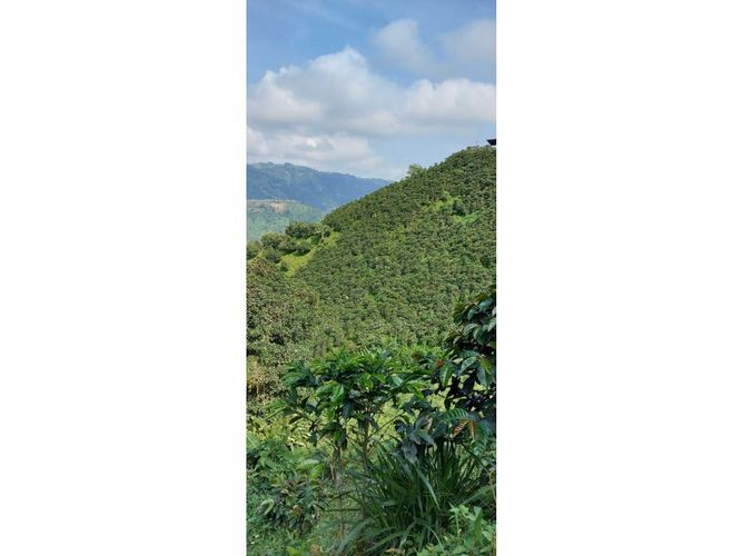 Finca en Venta en Manizales - Miniatura 4