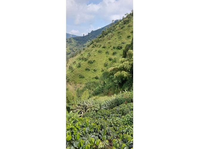 Finca en Venta en Manizales - Miniatura 5