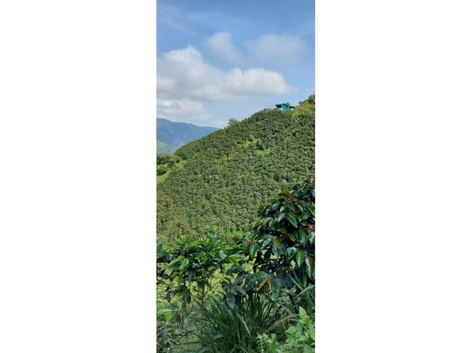 Finca en Venta en Manizales - Miniatura 6