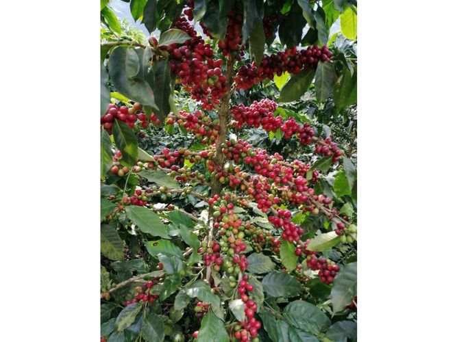 Finca en Venta en Santa rosa de cabal - Miniatura 13