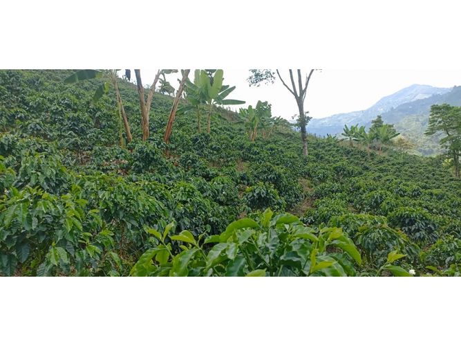 Finca en Venta en Santa rosa de cabal - Miniatura 14
