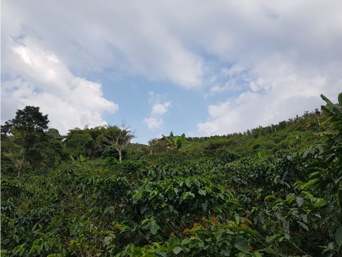 Finca en Venta en Santa rosa de cabal - Miniatura 19
