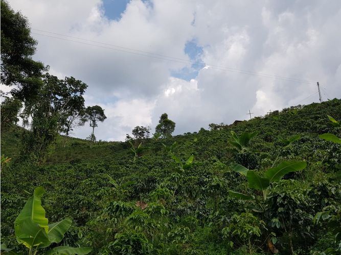 Finca en Venta en Santa rosa de cabal - Miniatura 23