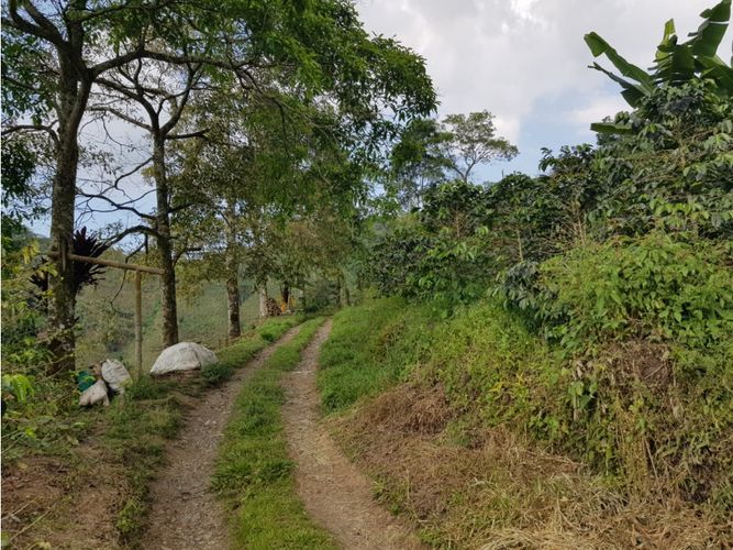 Finca en Venta en Santa rosa de cabal - Miniatura 24