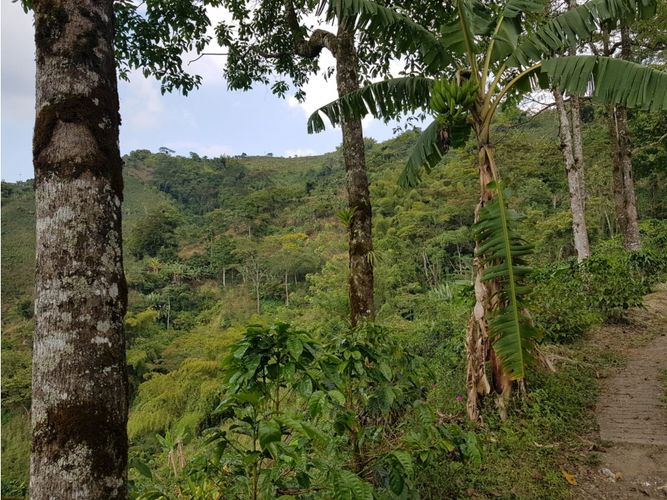 Finca en Venta en Santa rosa de cabal - Miniatura 25