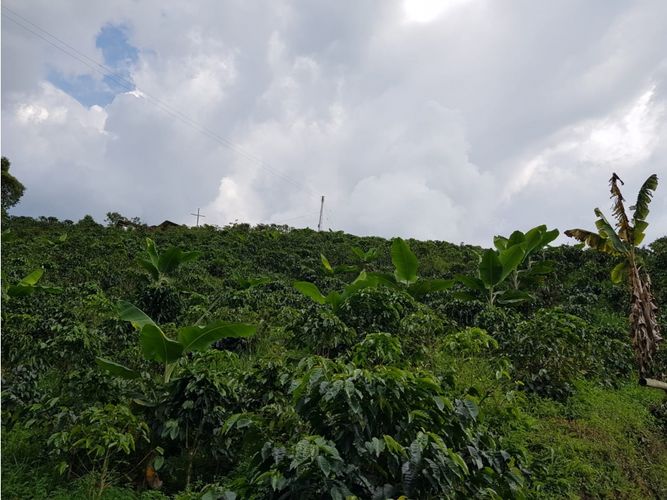 Finca en Venta en Santa rosa de cabal - Miniatura 26