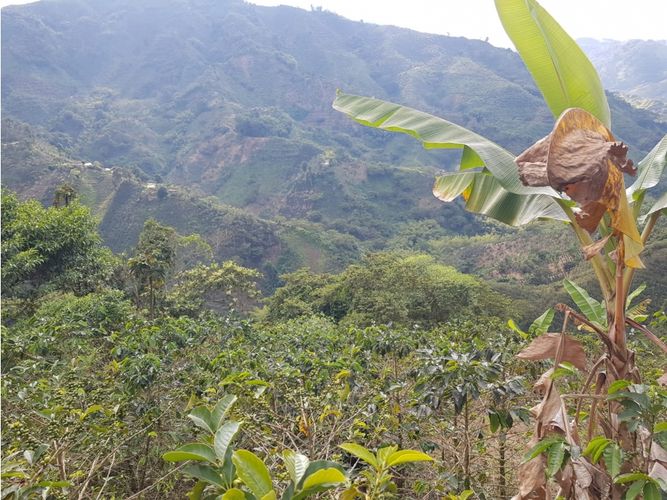 Finca en Venta en Santa rosa de cabal - Miniatura 27