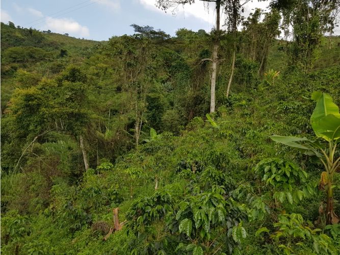 Finca en Venta en Santa rosa de cabal - Miniatura 28