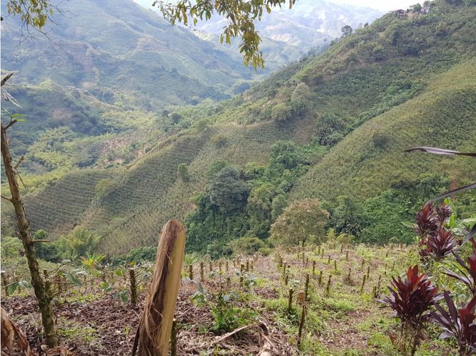 Finca en Venta en Santa rosa de cabal - Miniatura 29