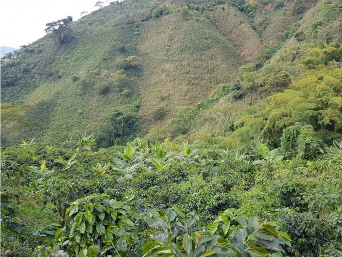 Finca en Venta en Santa rosa de cabal - Miniatura 30