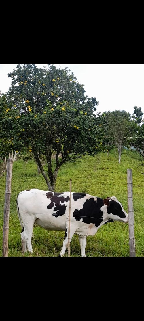 Finca en Venta en Dosquebradas - Miniatura 20