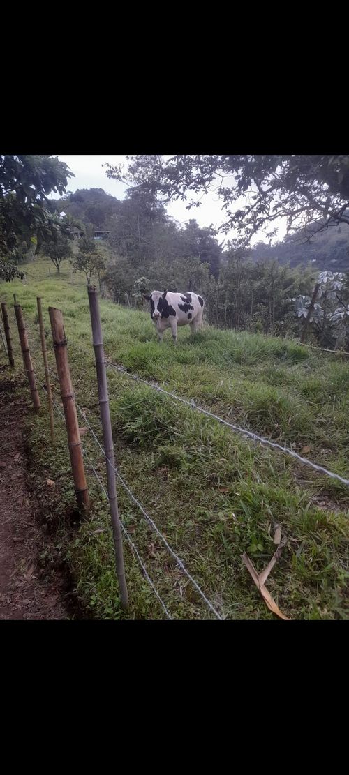 Finca en Venta en Dosquebradas - Miniatura 21