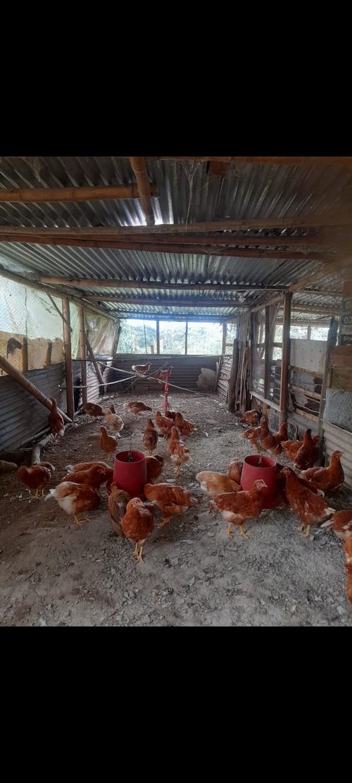 Finca en Venta en Dosquebradas - Miniatura 22