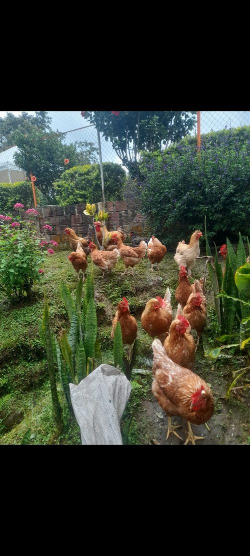 Finca en Venta en Dosquebradas - Miniatura 23