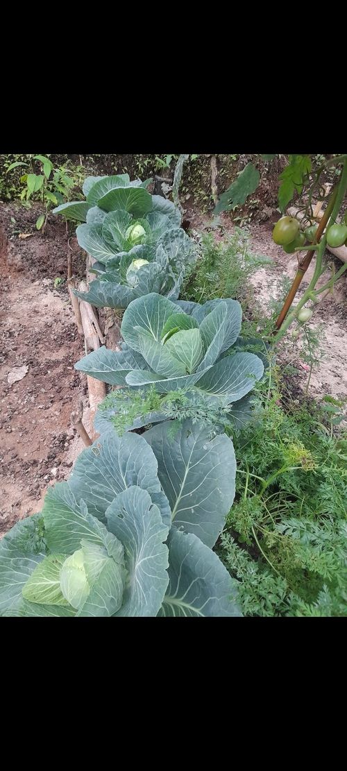Finca en Venta en Dosquebradas - Miniatura 25