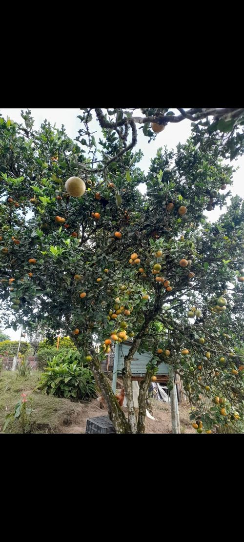Finca en Venta en Dosquebradas - Miniatura 27