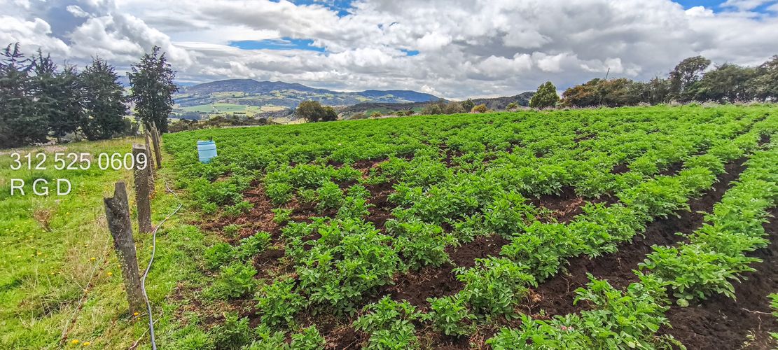 Finca en Venta - Miniatura 7