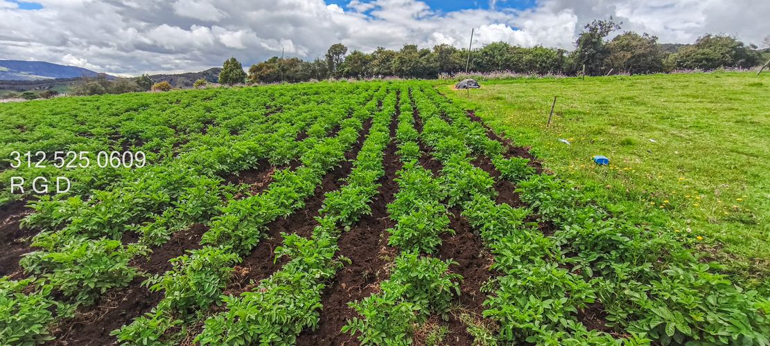 Finca en Venta - Miniatura 25