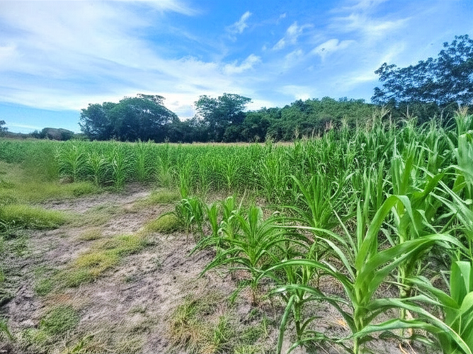 Finca en Venta - Miniatura 9