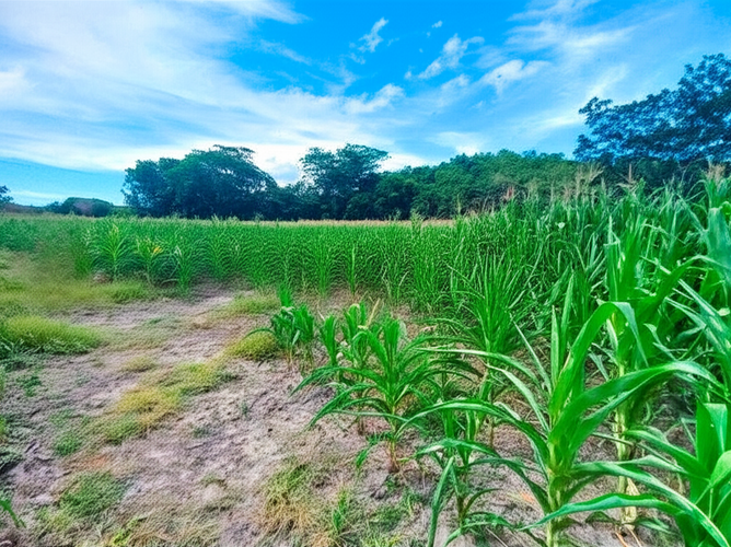 Finca en Venta - Miniatura 10