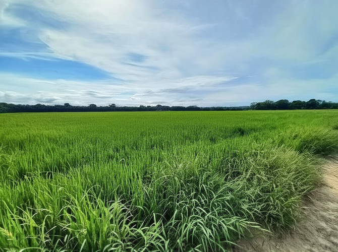 Finca en Venta - Miniatura 8