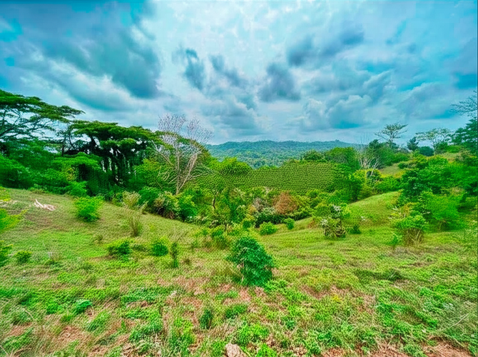 Finca en Venta - Miniatura 3