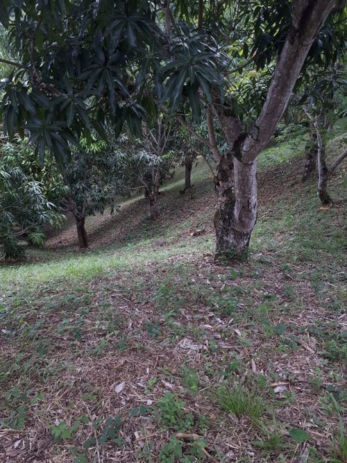 Finca en Venta en Anapoima - Miniatura 14