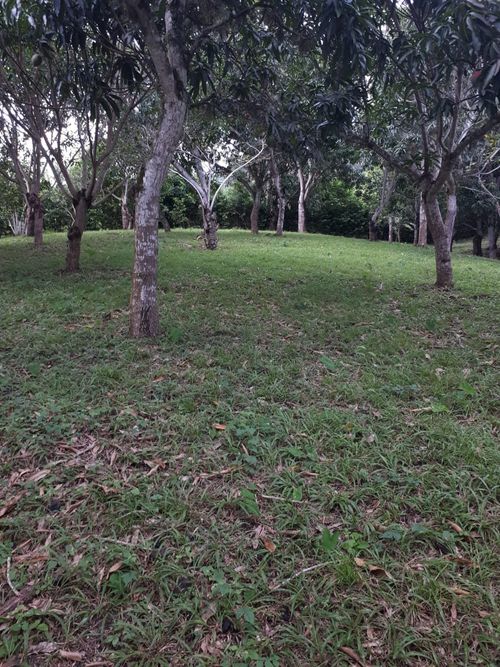 Finca en Venta en Anapoima - Miniatura 21
