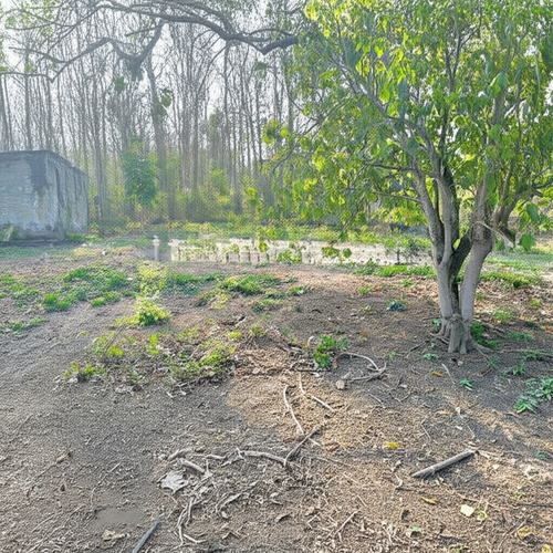 Finca en Venta en Hato nuevo, Corozal - Miniatura 7