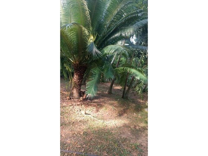 Finca en Venta en Santafe de antioquia - Miniatura 4