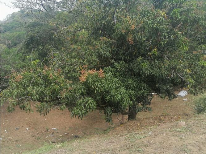 Finca en Venta en Otra banda, Sopetran - Miniatura 15