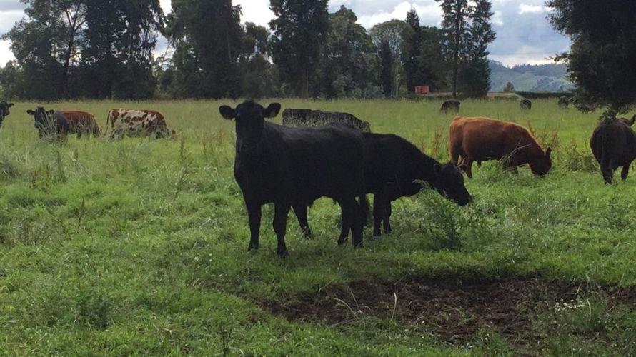Finca en Venta en Tenjo - Miniatura 10
