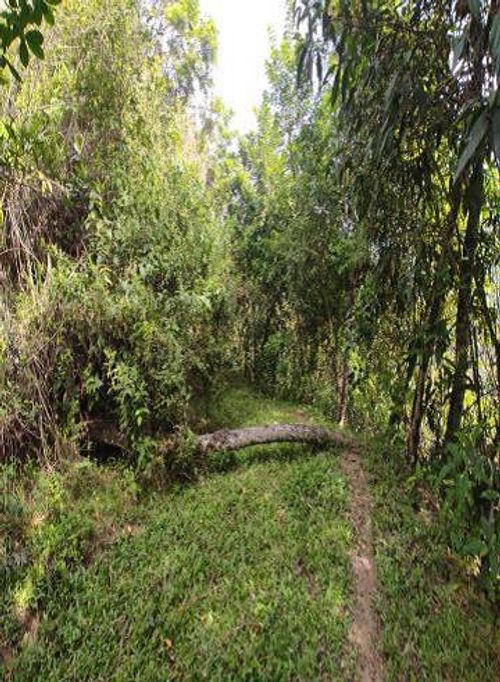 Finca en Venta en El castillo, Pacora - Miniatura 4