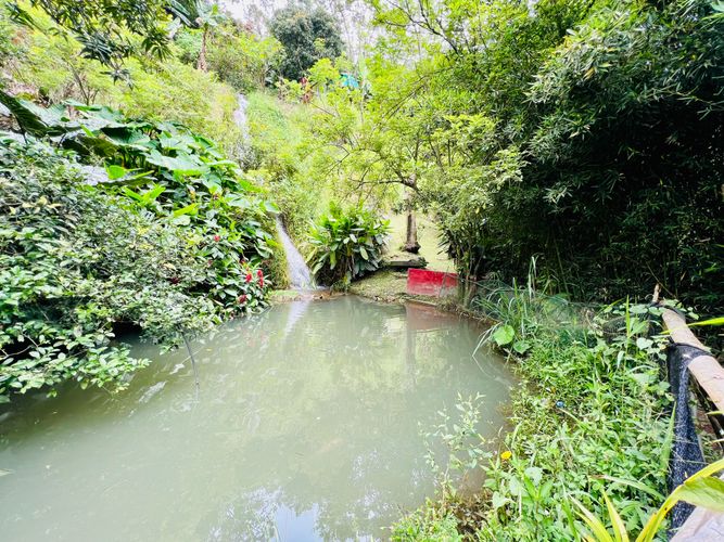 Finca en Venta en El cinco, Venecia - Miniatura 8