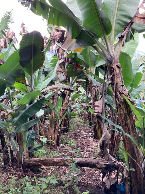 Finca en venta en Santuario - Miniatura 11