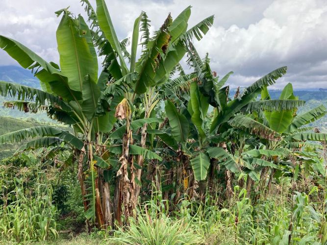 Finca en venta en Santuario - Miniatura 12
