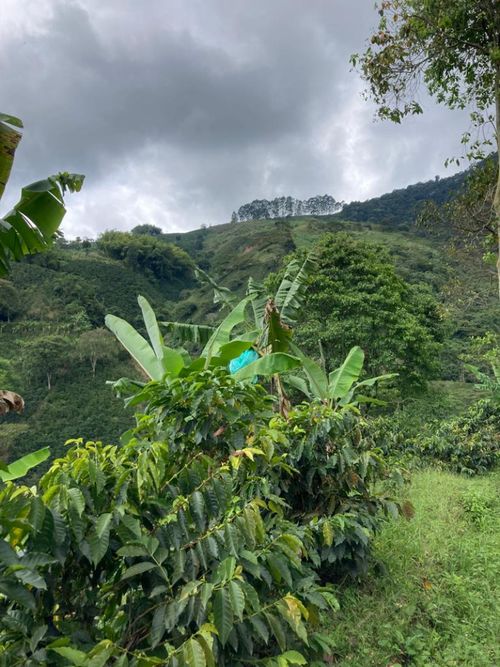 Finca en venta en Santuario - Miniatura 14