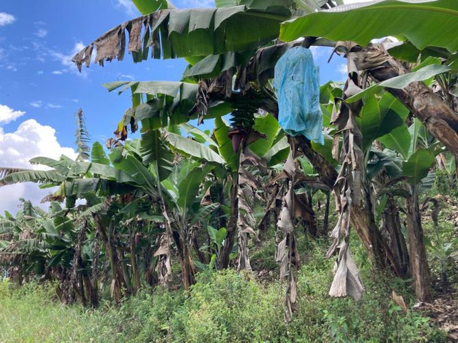 Finca en venta en Santuario - Miniatura 20