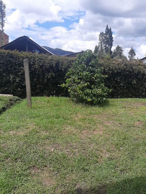 Finca en Arriendo en Hojas anchas, Guarne - Miniatura 25