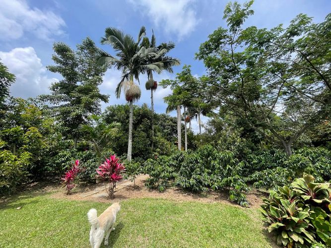 Finca en  Venta en La tebaida - Miniatura 14